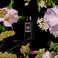 Jasmine Midnight Blooms - Ultrasonic Diffuser Fragrance Oil Thumbnail - 2
